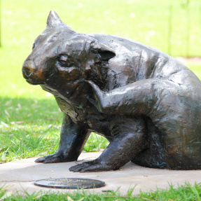 23. Hairy Nosed Wombat, Hutchinson Park, Norwood