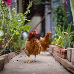 SGA 2020 Rita's Garden Chickens