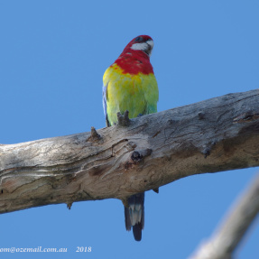St Peters Billabong bird - Anne
