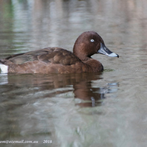 Hardhead duck - Anne