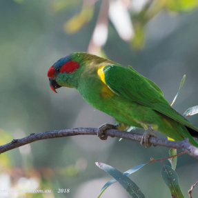 Musk Lorikeet - Anne