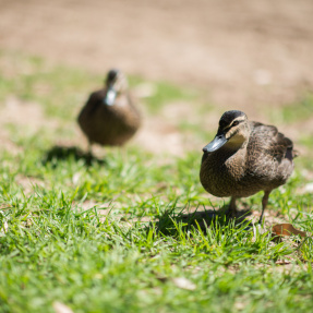 NPSP_Parks-4727