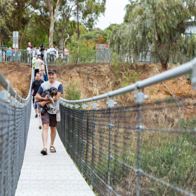 Sustainable Focus As Gilberton Swing Bridge Reopens City