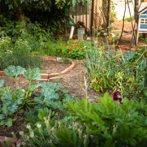 Royston Park - Winning Sustainable Garden - November 2018-13