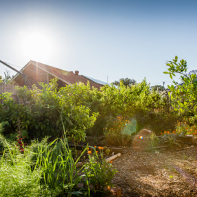 Royston Park - Winning Sustainable Garden - November 2018-3