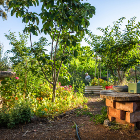 Royston Park - Winning Sustainable Garden - November 2018-8