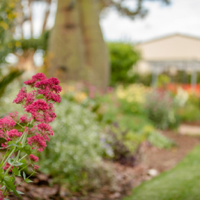 St Morris - Winning Sustainable Garden - November 2018-19