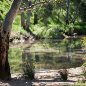 St Peters River Park water