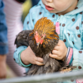 St Peters Fair 2019 Chicken