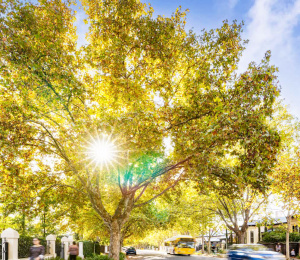 Tree Management