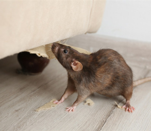 Rats and Mice - Prevention &amp; Control