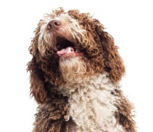 Barking Dogs - Guides for Owners and Neighbours