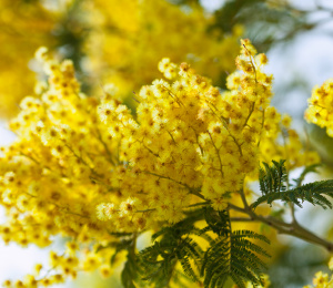 Native Tree &amp; Plant Vouchers