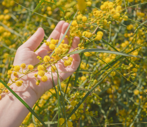 Green Connections - Plant Native Gardens &amp; Verges