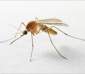 Mosquito Control