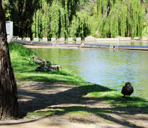 River Murray &amp; River Torrens - Karrawirra Pari