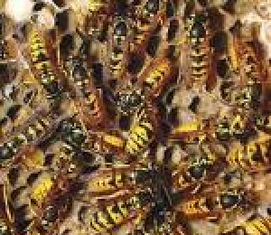 Insect Control