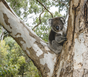 Regulated &amp; Significant Trees