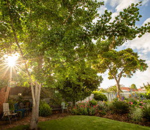 Trees on Private Land - Backyards and Gardens