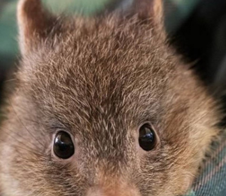 Warrawong Wildlife Sanctuary at Home - 6 Years+