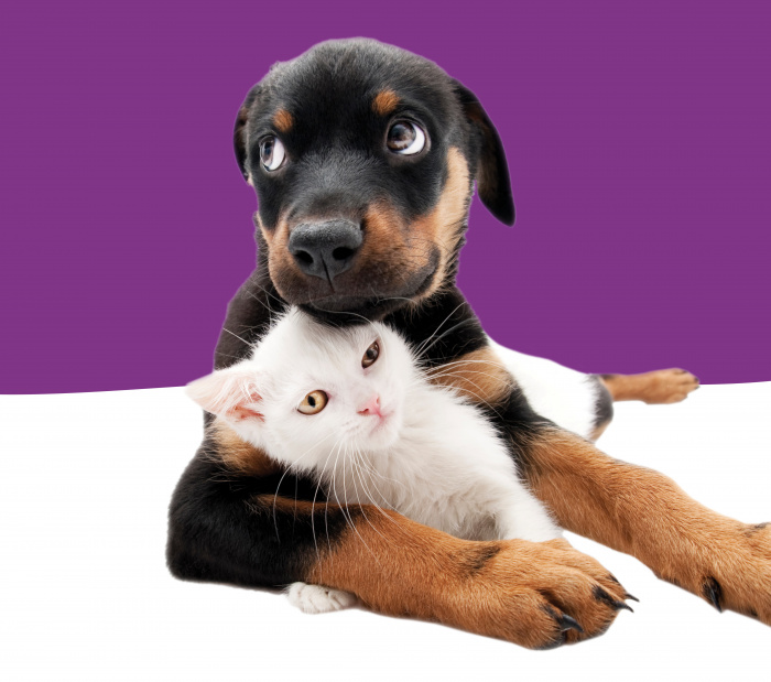 Image for Microchipping Day 2022