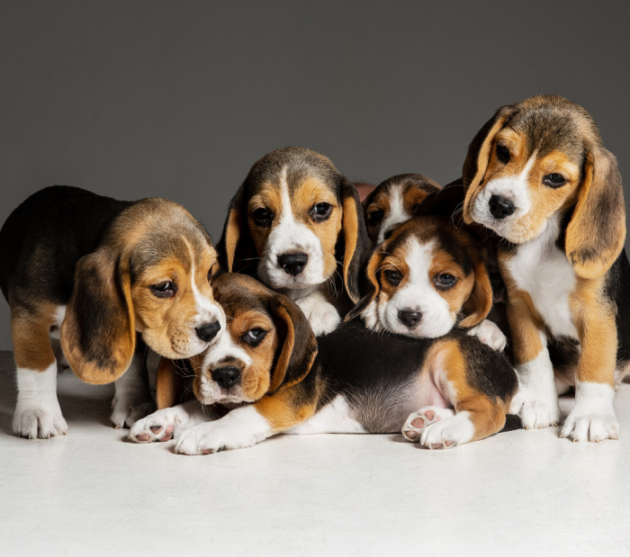 Image for Microchipping Day 2025