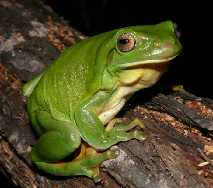 Image for Nature Festival: The Frog Files