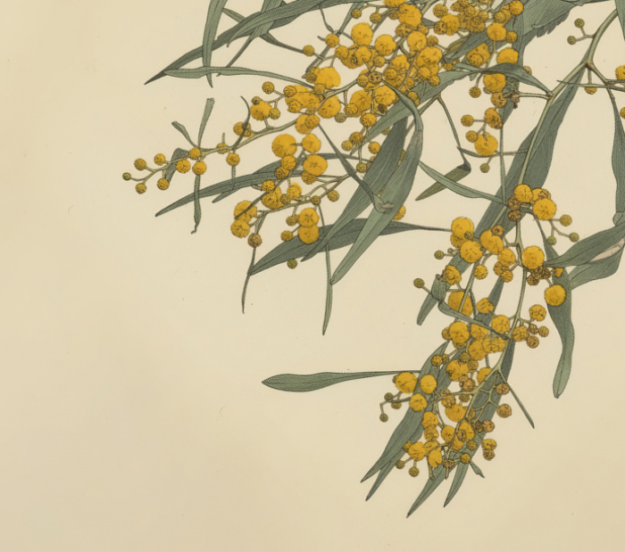 Image for Native Plant Giveaway