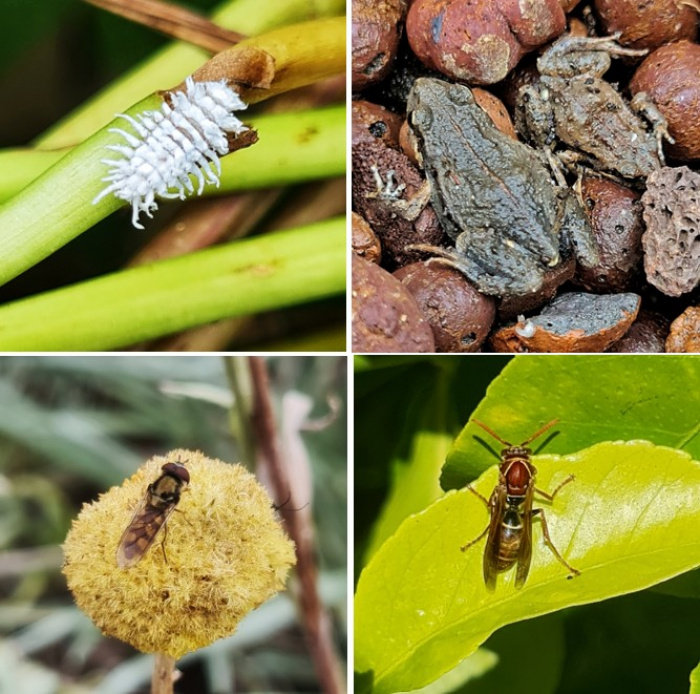Image for Garden Pests and Pest Control