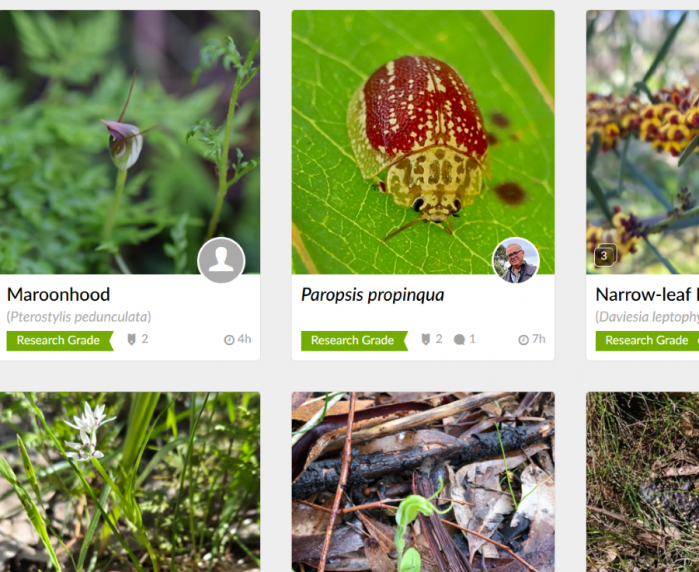 Image for iNaturalist for Beginners: Snap, Upload, Identify