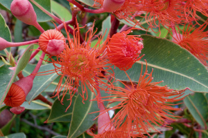 Tree Incentive Program