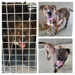 Found Dogs - Mother and 3 puppies