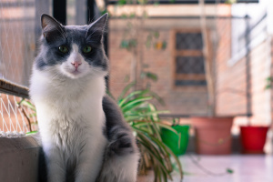 Cat in cat enclosure