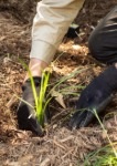 Verge Planting Small
