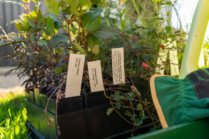 Green Connections Plant Pots