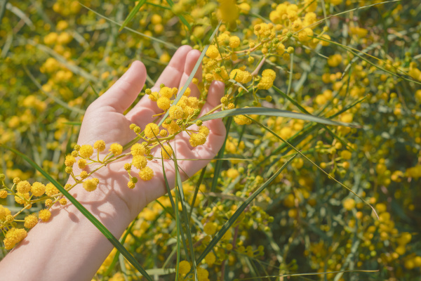 Yellow Wattle Flower